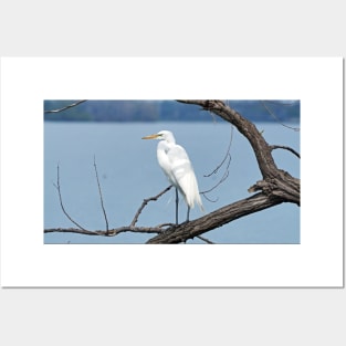 Great Egret / Great White Heron Sitting On a Tree Branch Posters and Art